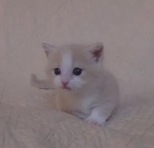 ecop245 様のお迎えした子猫