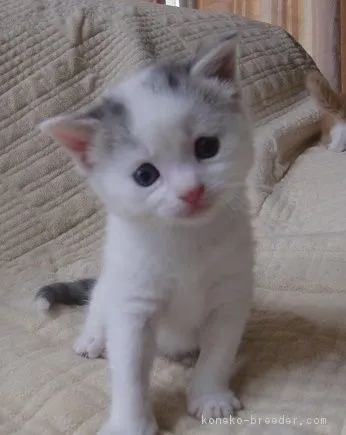 たこぽん 様のお迎えした子猫