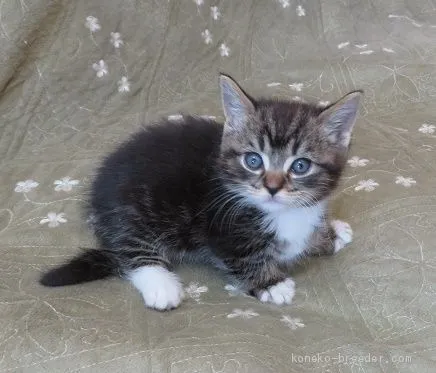 とらぞうママ 様のお迎えした子猫
