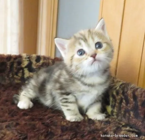 ハンバーグドリア 様のお迎えした子猫
