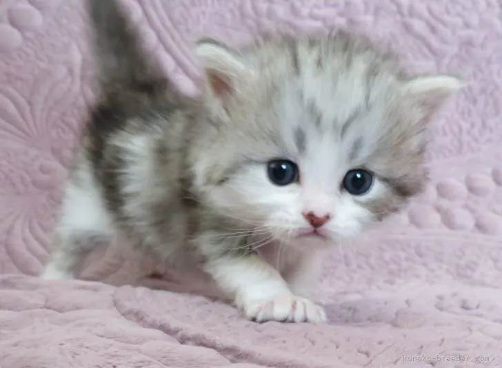 ID：2203-00511の子猫