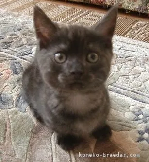 ひろみん 様のお迎えした子猫