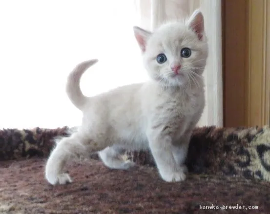 バロン 様のお迎えした子猫