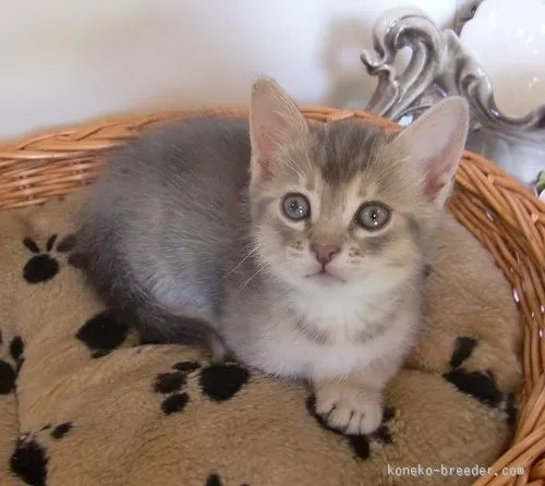 ナナ 様のお迎えした子猫