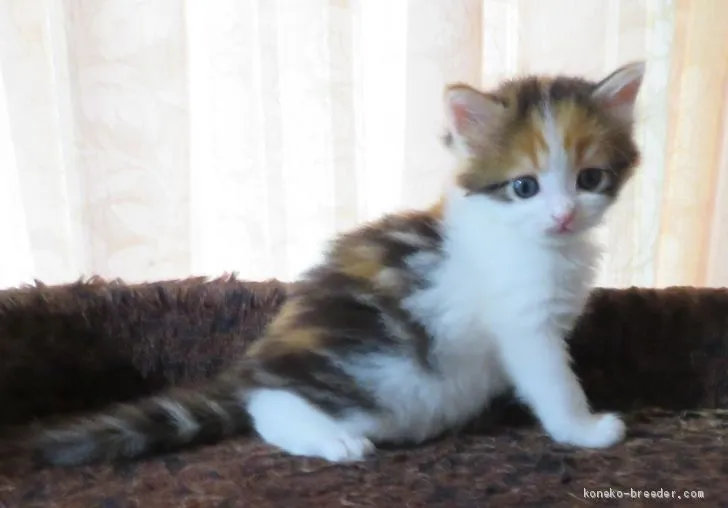 ID:2009-00884の子猫