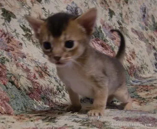 アビシニアン【山形県・男の子・2016年4月9日・ルディ―】の写真1