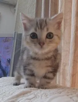 ID:1607-00644の子猫