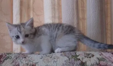 あいはら 様のお迎えした子猫
