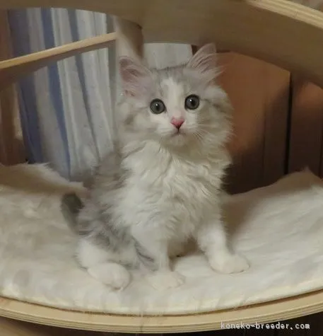 うらら 様のお迎えした子猫