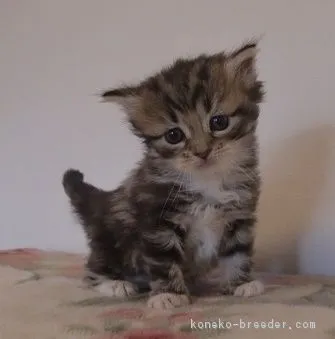 ID：1610-00548の子猫