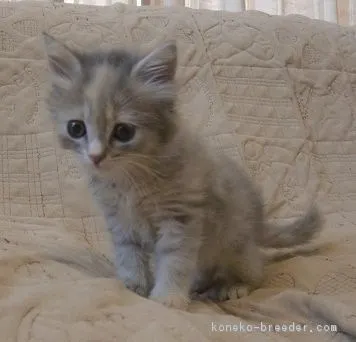 ID：1710-00121の子猫