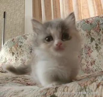 ID：1706-00127の子猫