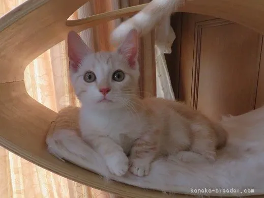ID：1810-01587の子猫