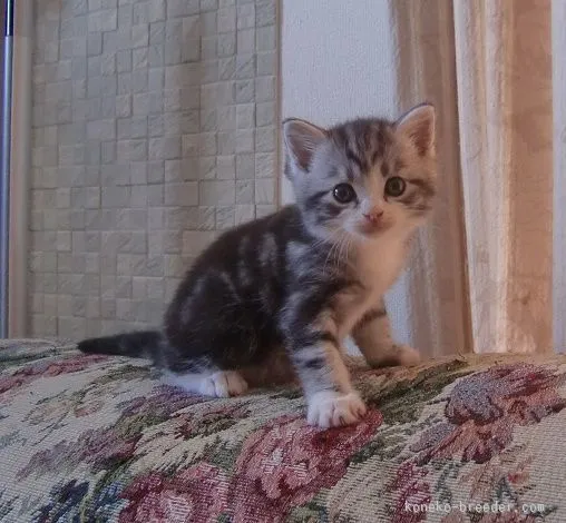 じょーぢ 様のお迎えした子猫