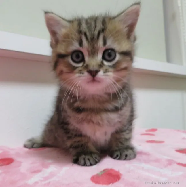 サエ 様のお迎えした子猫