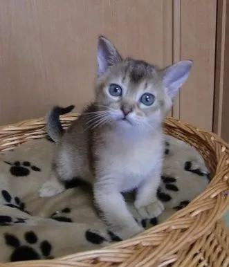 ID：1503-00329の子猫