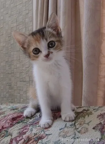 ID:1507-00427の子猫