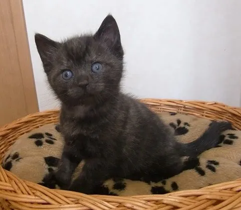 ID:1505-00328の子猫