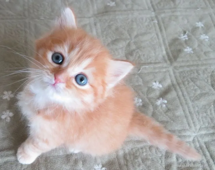 りー 様のお迎えした子猫