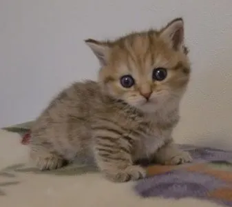 たかはし 様のお迎えした子猫
