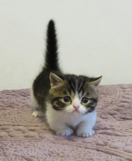 ID：2110-00928の子猫