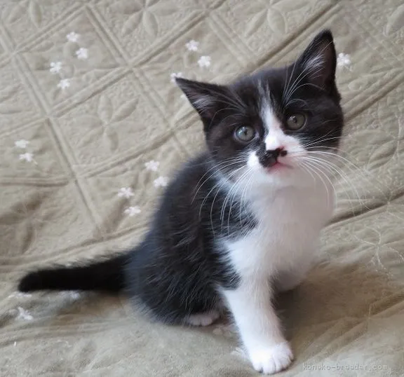 ID：1904-00434の子猫