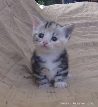 machicom 様のお迎えした子猫