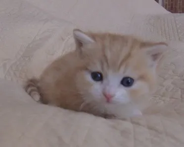 たか 様のお迎えした子猫