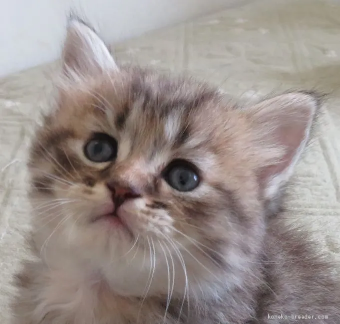 ID：2008-01268の子猫