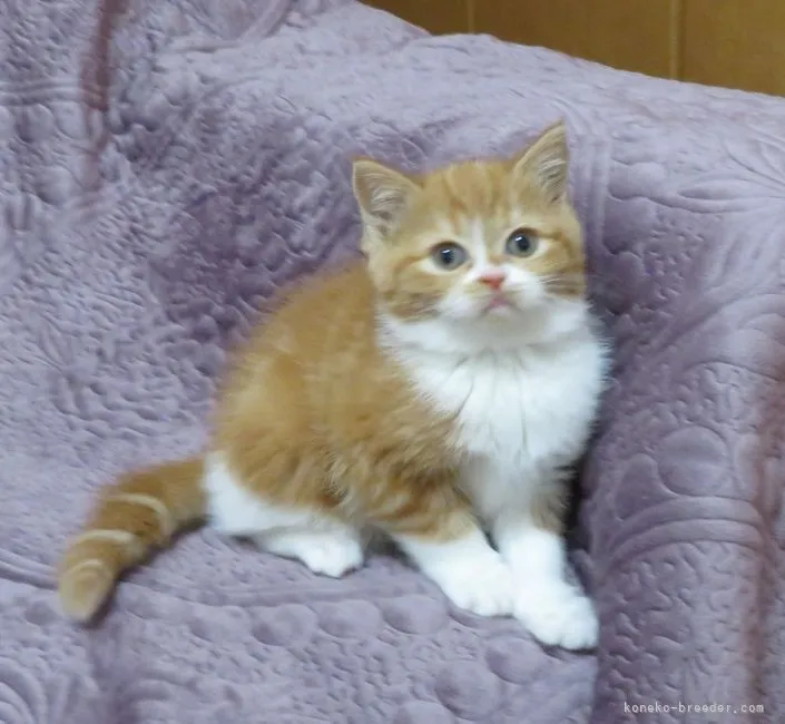 ID：2112-00435の子猫