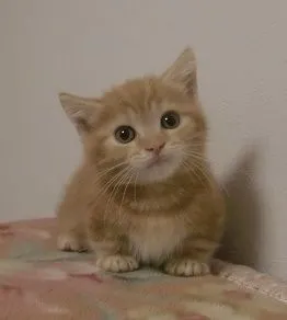 みかんちゃん 様のお迎えした子猫