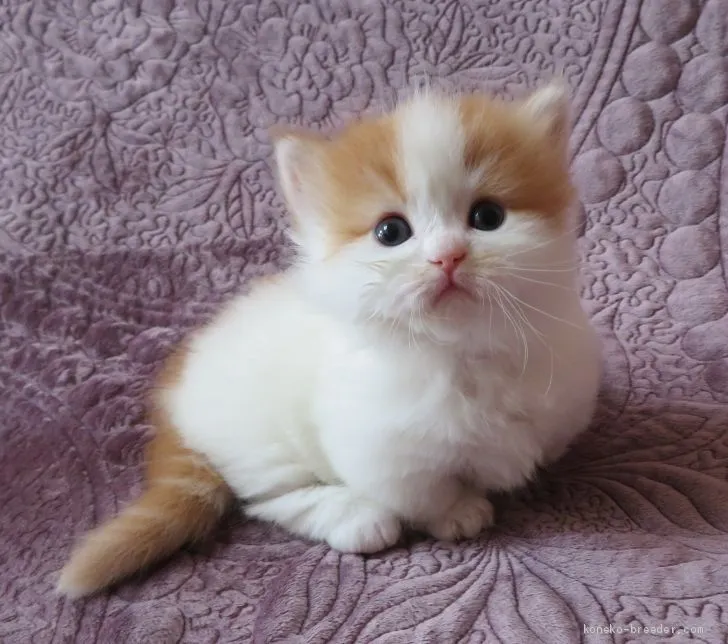 ID：2103-00598の子猫