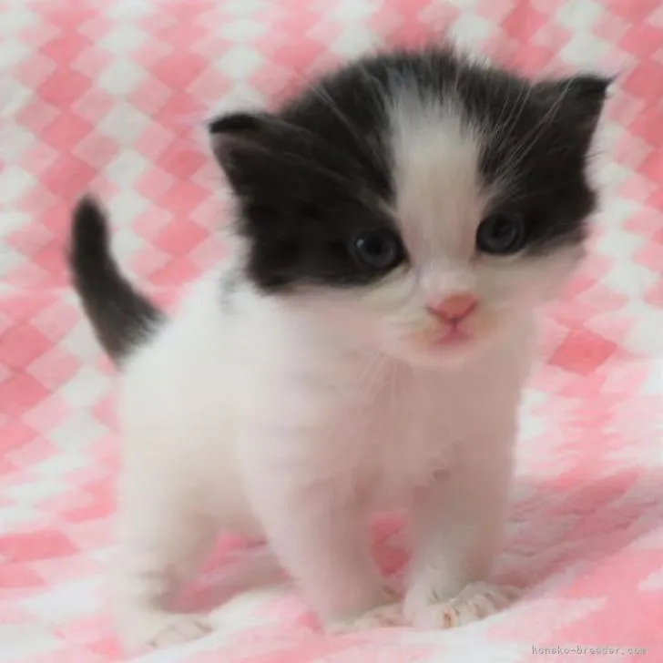 ID:2206-02347の子猫