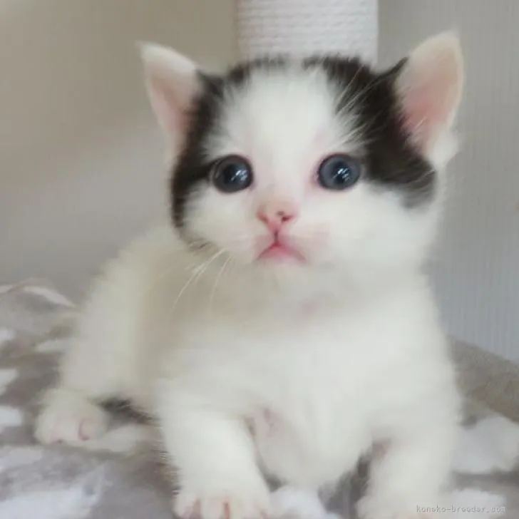 水羽 様のお迎えした子猫