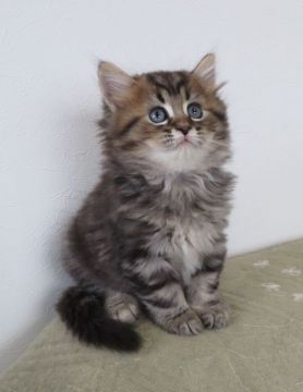 マンチカン(長足)【山形県・男の子・2020年7月11日・ブラウンタビー&ホワイト（セミロング～ロング）】の写真「とても人懐っこい仔です」