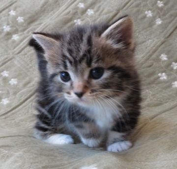 マンチカン(短足)【山形県・男の子・2019年3月4日・ブラウンタビー&ホワイト（短毛）】の写真「可愛い猫ちゃんです。」