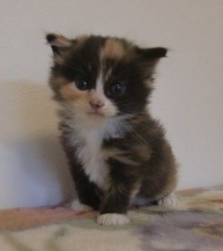 マンチカン【山形県・女の子・2016年9月18日・トーティシェル&ホワイト（長毛）】の写真「可愛い長毛の女の子で足先はホワイトですよ～～。」