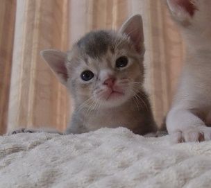 アビシニアン【山形県・女の子・2017年4月4日・ブルー】の写真「まだまだヤンチャ盛りの子供の猫ちゃんです。」