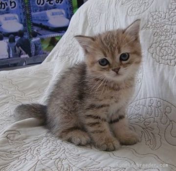 マンチカン【山形県・男の子・2015年5月14日・ブラウンパッチードタービー(ゴールデン様)（ショート）】の写真「懐っこい仔です。」