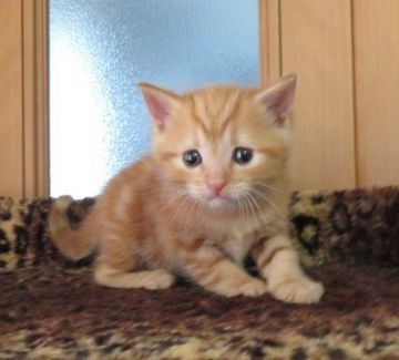 マンチカン(長足)【山形県・男の子・2019年3月29日・レッドタビー（短毛）】の写真「オレンジカラーの綺麗な男の仔です」