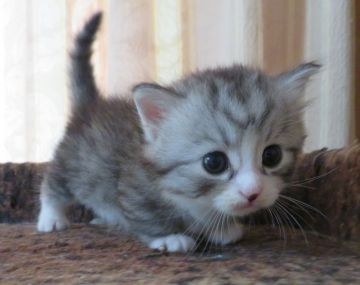 マンチカン(短足)【山形県・男の子・2020年8月11日・シルバータビー&ホワイト（セミロング～ロング）】の写真「極短足の男の仔  (再出品）」