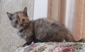 マンチカン【山形県・女の子・2016年5月11日・トーティ（短毛（短足））】の写真「子供さんのいらっしゃるご家族様限定価格」