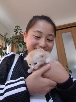 マンチカン【山形県・男の子・2016年4月13日・レッド（ショート）】の写真「人気カラーのとっても可愛い仔です。」