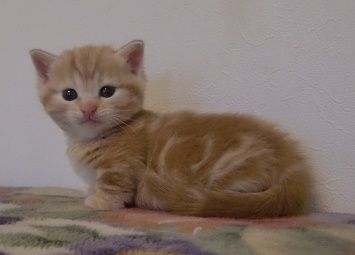 マンチカン【山形県・女の子・2016年4月13日・レッドタビー（ショート）】の写真「レットカラーの女の子です。」