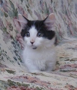 マンチカン【山形県・女の子・2017年3月17日・ホワイト&ブラックバン（ロング）】の写真「人慣れしてて、とても懐っこい仔です。」