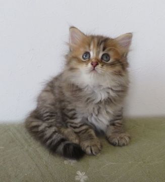 マンチカン(長足)【山形県・女の子・2020年7月11日・ブラウンパッチドタビー（セミロング～ロング）】の写真「まんまるお目目のとても可愛い女の子」