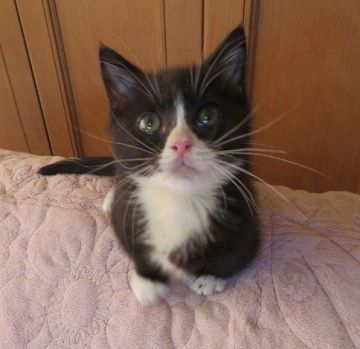 マンチカン(短足)【山形県・男の子・2018年7月15日・ブラック&ホワイト（短毛）】の写真「極短足の可愛い男の子です。」