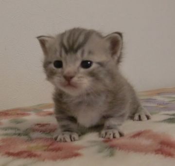 マンチカン【山形県・男の子・2016年4月6日・ブルータビー（ショート）】の写真「毛質がモコモコしててブルーカラーの綺麗な仔です。」