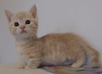 マンチカン【山形県・男の子・2016年4月13日・レッド（ショート）】の写真「人気カラーのとっても可愛い仔です。」