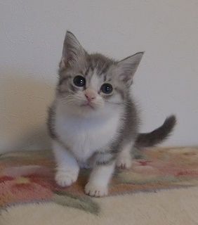 マンチカン【山形県・女の子・2016年9月15日・ブルータービー&ホワイト（短毛）】の写真「毛色の綺麗な美人さんです。」